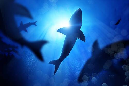 shark_card_1 /nfts/daddy-shark-s-nfts-games/shark_card_1.jpg