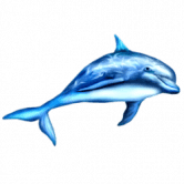 与 DelFin 一起玩并赚钱 /nfts/delfin/delfin.png