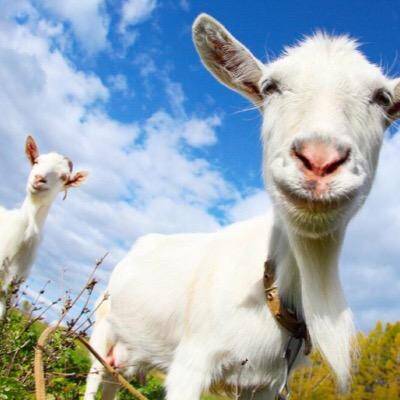 t7qH11Ks_400x400 /nfts/goat/t7qH11Ks_400x400.jpeg