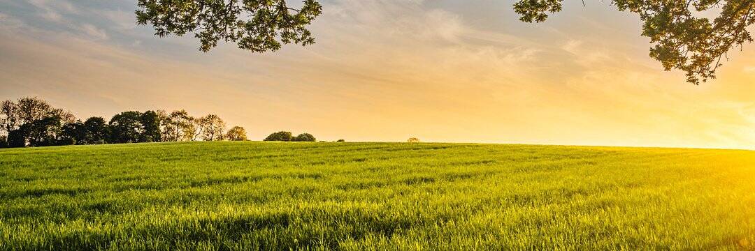 1080x360 /nfts/growing-farm/1080x360.jpg