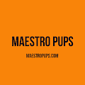 MaestroPups 是一个 ERC721 代币 NFT 项目,拥有 3000 个独特的收藏品。 /nfts/maestropups-1/maestropups-1.png
