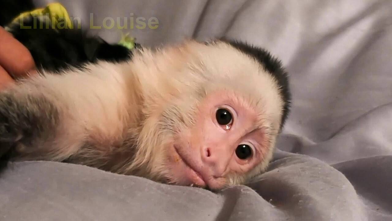 maxresdefault /nfts/my-pet-monkey/maxresdefault.jpg