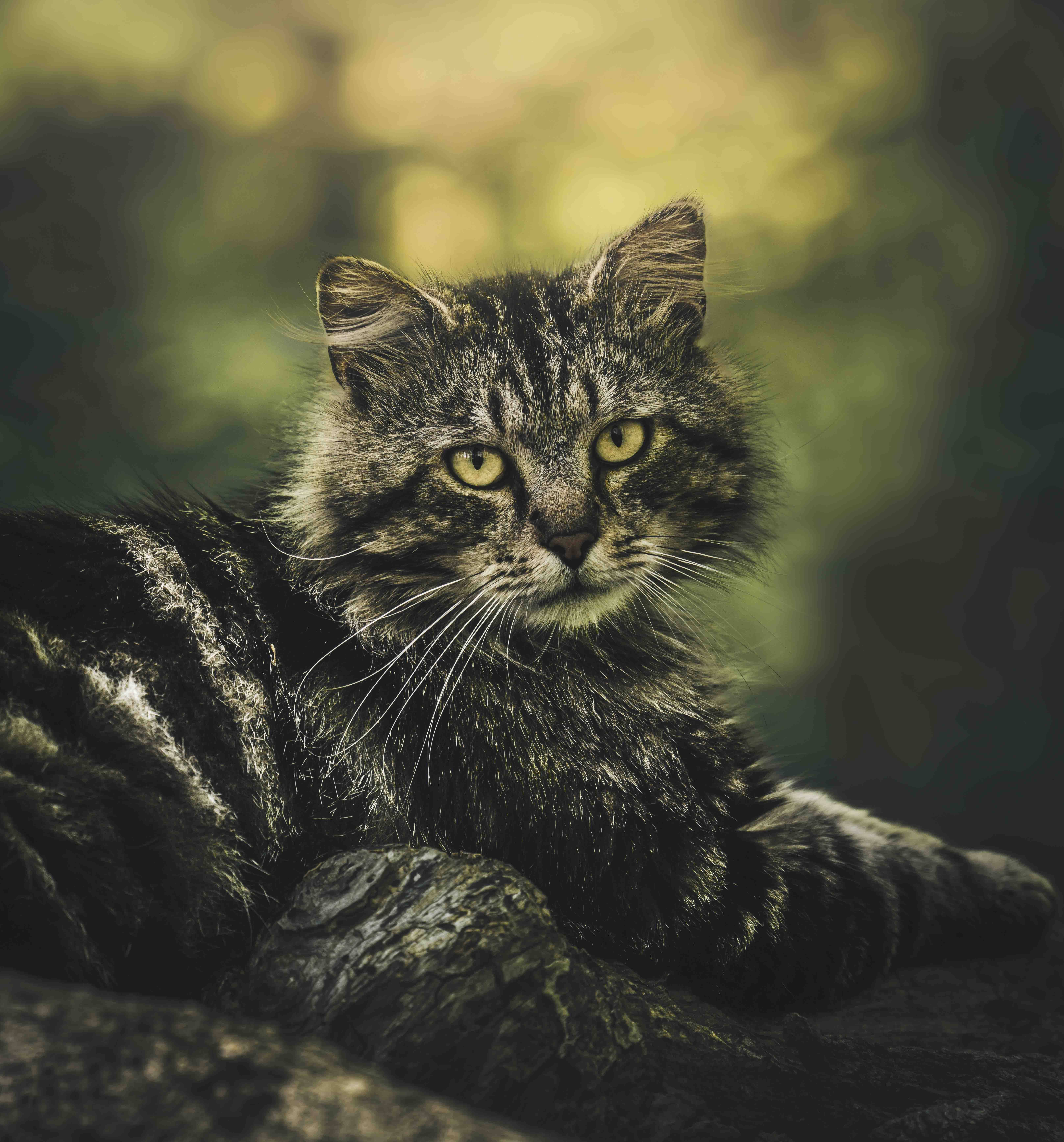 一个版本的集合,每一个都讲述了我为照顾野猫/流浪猫所做的工作<3 这个集合中的每个版本都将以九个版本的形式出现,接下来的三个每个月都会有一个新版本个月! /nfts/nineliveseditions/nineliveseditions.jpg