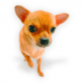 用慈善机构拯救总督 /nfts/savedogetoken/savedogetoken.png