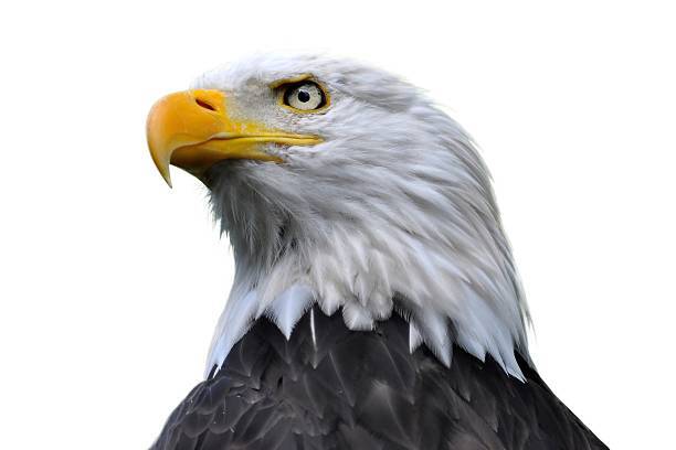 nft /nfts/skyhawks/unnamed.jpg