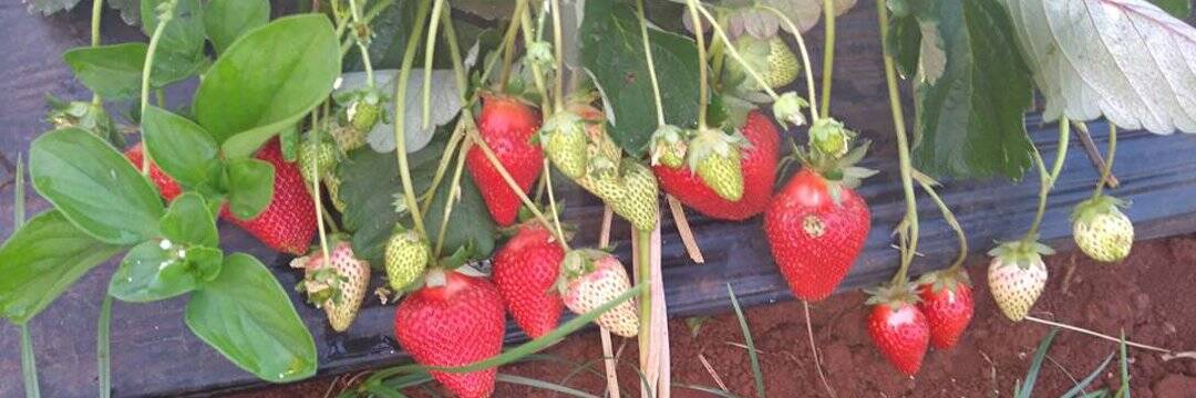 1080x360 /nfts/strawberry-farm/1080x360.jpg