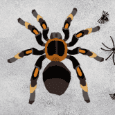 “狼蛛 - 去中心化金融和娱乐项目。收益农场和 AMM 平台。" /nfts/tarantula/tarantula.png